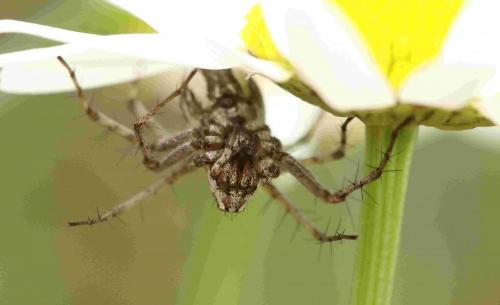 Oxyopes heterophthalmus